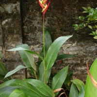 Heliconia psittacorum L.f.